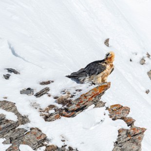 Bartgeier sitzt auf schneebedecktem Felsen | © Hansruedi Weyrich