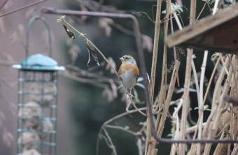 Bergfink | © Hans Ponradl