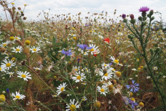 Blühfläche | © Franziska Wenger