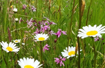 Feuchtwiese mit Margeriten und Kuckucks-Lichtnelke | © Patricia Danel
