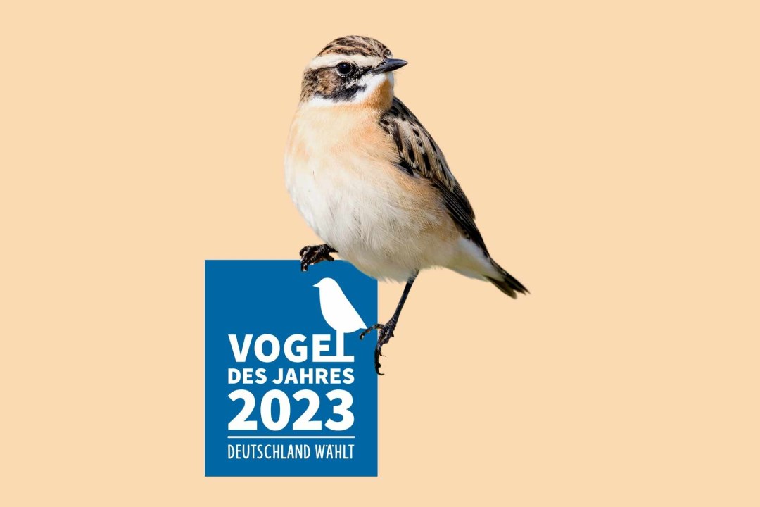 A-112-22 Braunkehlchen Vogel des Jahres 2023 | © NABU