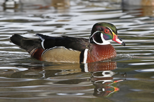 Brautenten-Männchen schwimmt auf dem Wasser | © Dr. Christoph Moning