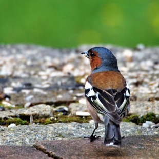 Buchfink von hinten | © Renate Penker