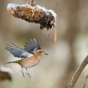 Buchfink | © Michael Wintermayr