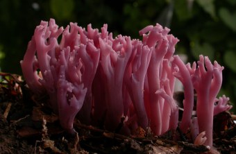 Clavaria cf. violecopulchra wachsen aus dem Boden | © Rudi Markones