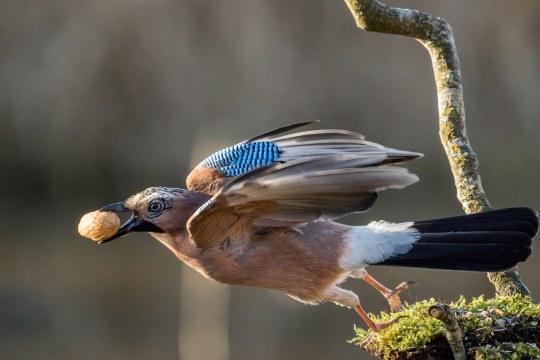 Eichelhäher mit Walnuss | © Thomas Kranzfelder