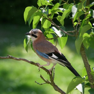 Eichelhäher | © Monika Stepke