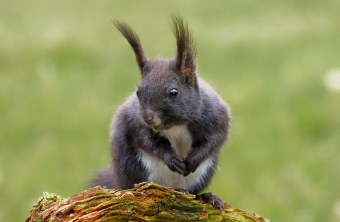 Braunes europäisches Eichhörnchen auf einem Ast | © Andreas Giessler