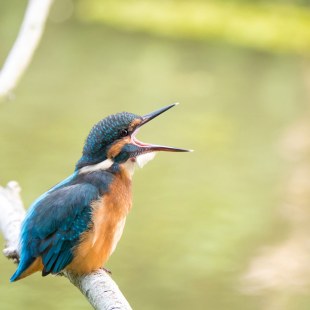 Eisvogel schreit | © Zakaria Laperashvili