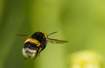 Erdhummel im Flug | © Franz Meyer