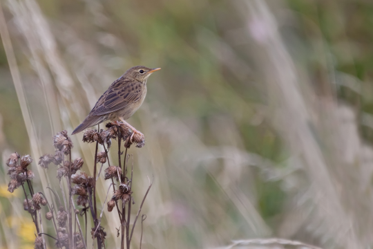 Feldschwirl sitzt auf Blumen | © Markus Glaessel