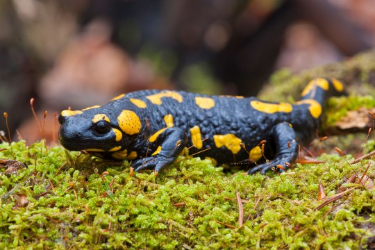 Feuersalamander kriecht durch das Moos | © Wolfgang Lorenz