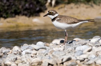 Flussregenpfeifer | © Fabian Unger