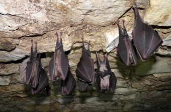 Grosse_Hufeisennasen | © Leitl Rudi