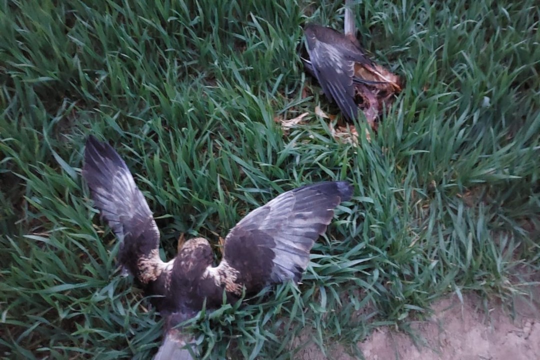 Rohrweihen | © Herr Jungenheimer