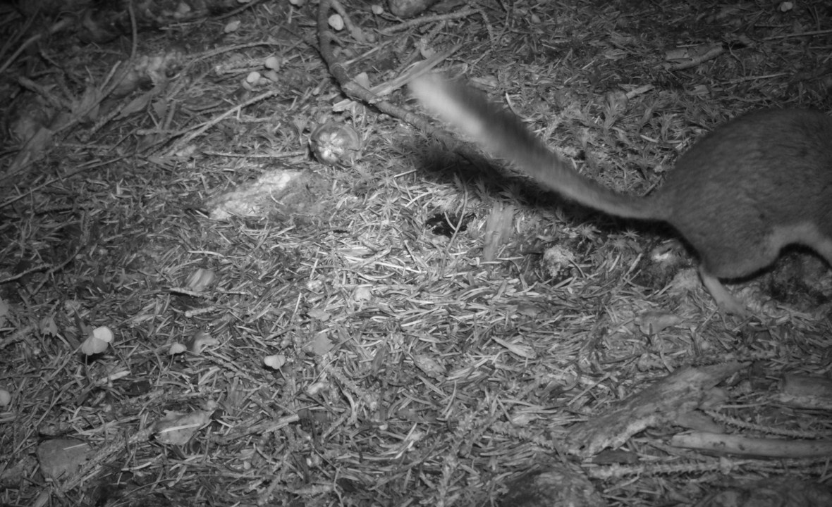 Gartenschläfer Fotofalle | © LBV