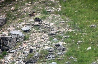 Generl und der fremde Wildvogel am 10.07.25 | © Matthias Feldhoff