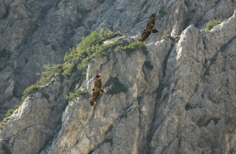 Generl und Vinzenz im Flug August 2025 | © Rupp Porti