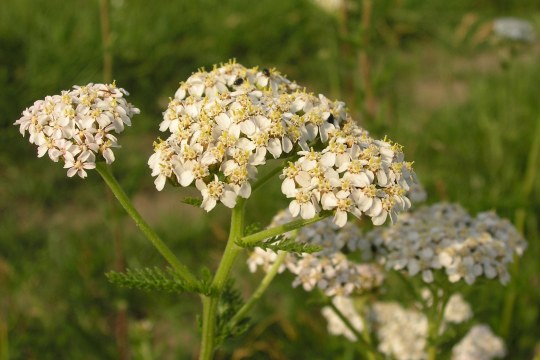 Gewöhnliche Schafgarbe mit weißen Blüten | © Christiane Geidel