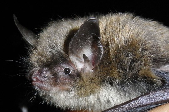 Große Bartfledermaus | © Dr. Andreas Zahn