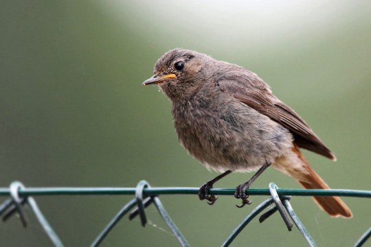 Hausrotschwanz-Jungvogel sitzt auf einem Zaun und schaut nach links | © Carl-Peter Herbolzheimer