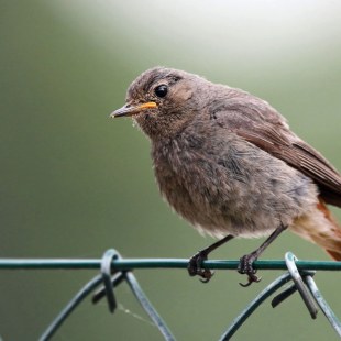 Hausrotschwanz-Jungvogel sitzt auf einem Zaun und schaut nach links | © Carl-Peter Herbolzheimer
