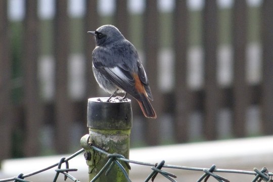 Hausrotschwanz von hinten auf einem Zaun | © Maria Bauer
