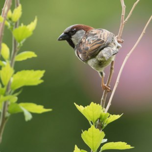 Haussperling | © Robert Kugler