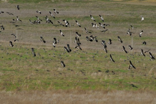 Kiebitz-Schwarm auf einer Wiese | © M. Waldhier