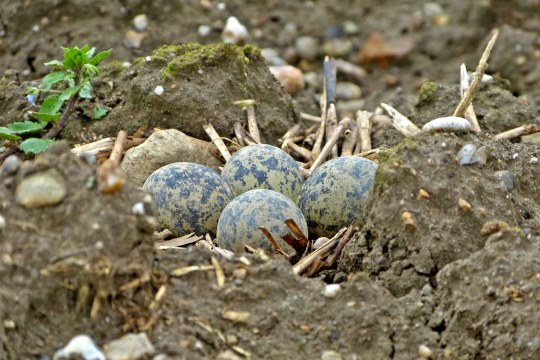 Kiebitzgelege | © Jakob Lipp