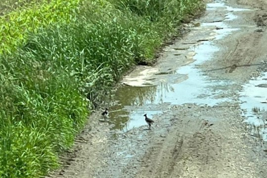 Kiebitzjungvogel-an-Wasserpfütze | © Josef Baumann