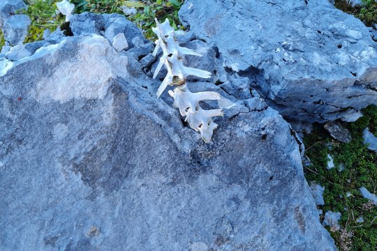 Zufälliger Fund von den Wirbeln einer Gams auf dem Weg zur Fütterung |© David Schuhwerk LBV