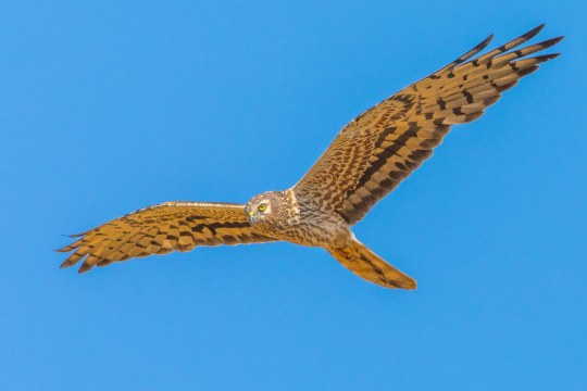Wiesenweihe im Flug | © Stefan Deinzer