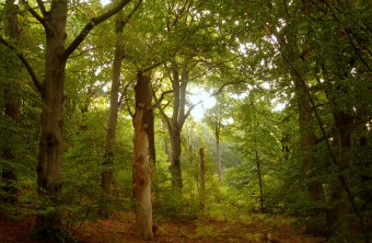 Laubwald am Tag | © Bernd Raab