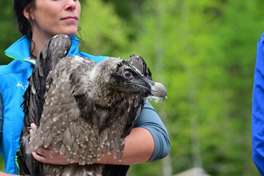 Magdalena Deelmann mit Bartgeier Generl | © Hansruedi Weyrich