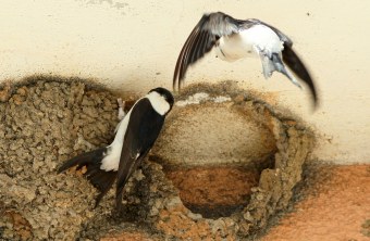 Eine Mehlschwalbe hängt am Nest, eine zweite Mehlschwalbe kommt gerade angeflogen, ein Nest ist kaputt | © Sieghart Muthsam