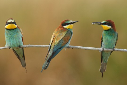 Drei farbenprächtige Bienenfresser auf einem Ast | © Zdenek Tunka