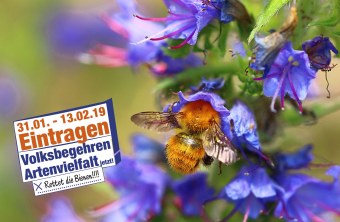 Mooshummel an einer Blüte mit dem Logo des Volksbegehrens drauf: 31.1. bis 13.02. eintragen. Volksbegehren Artenvielfalt jetzt | © Monika Graf