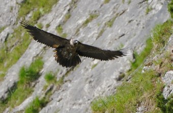 Bartgeier Nepomuk | © Christian Steiger