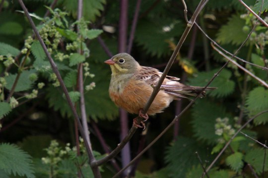 Ortolan sitzt auf einem Ast | © Dr. Christoph Moning