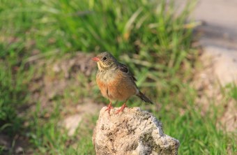 Ortolan sitzt auf einem Stein | © Heinz Tuschl