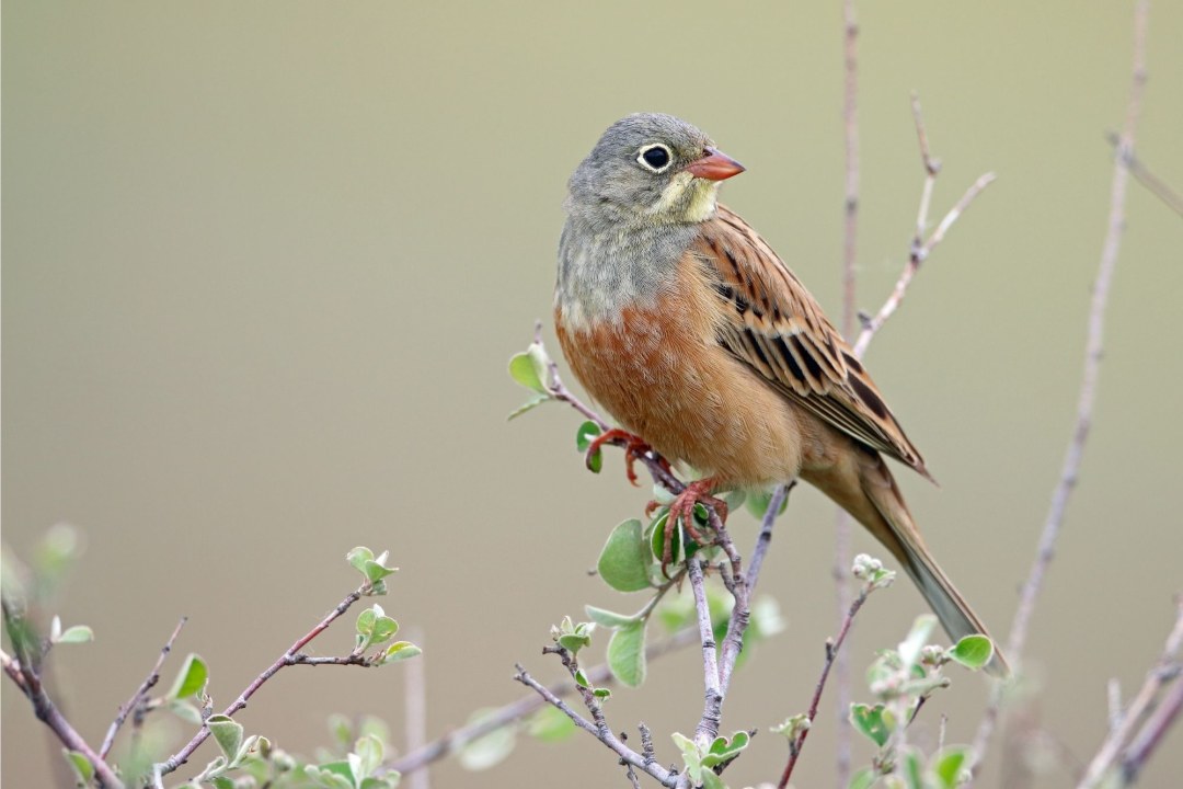 Ortolan-auf-Zweig | ©  Frank Derer