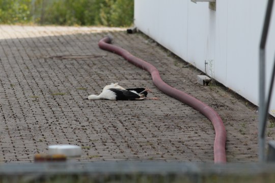 Vergifteter Jungstorch - Werner Hellwig