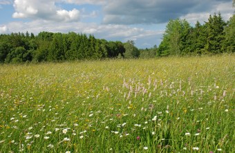 Artenreiche Wiese | © Eberhard Pfeuffer