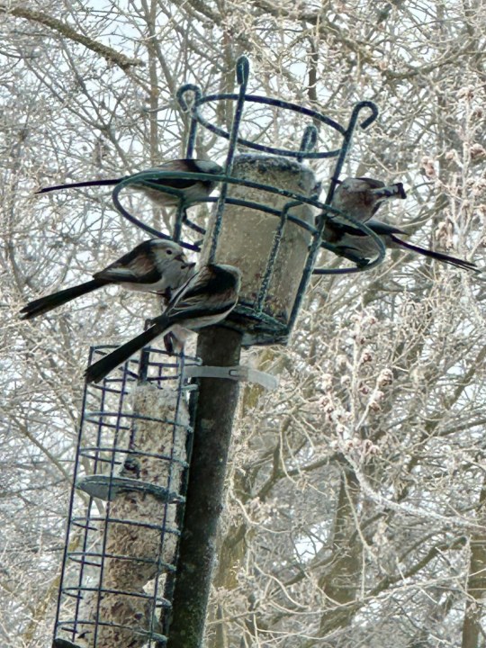 Schwanzmeisen |© Susanne Graupner