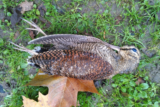 Waldschnepfe nach Vogelschlag OTH Regensburg | © Elisabeth Hofer