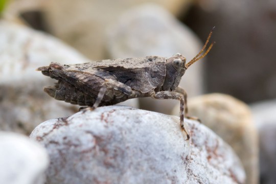 Türks Dornschrecke | © Fabian Unger