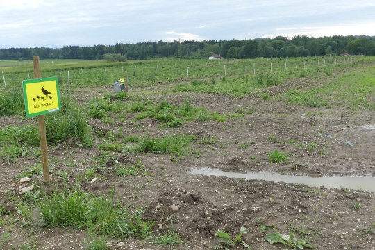 Ackerbrache mit Zaun für Kiebitz | © Sepp Baumann