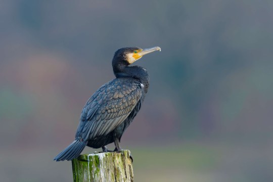 Kormoran | © Bosch Christoph