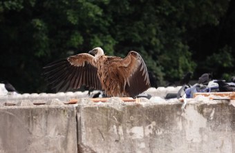 Gänsegeier bei Bayreuth | © Marco Suchy